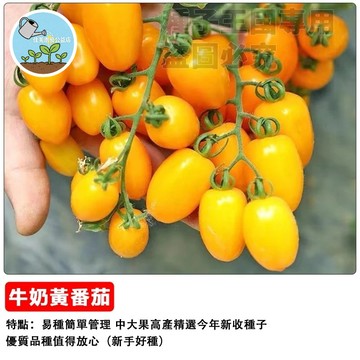 牛奶黃番茄種子 黃牛心蕃茄種子 黃金番茄 黃妃小番茄 水果番茄 生食品種 陽台盆栽 家庭種植 好種易活