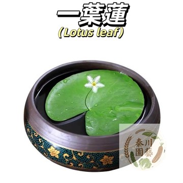 【禪意水生植栽】一葉蓮/印度莕菜種子｜一片葉子就能開花｜辦公室書桌療癒小物｜超好養 懶人植物｜附水培教學
