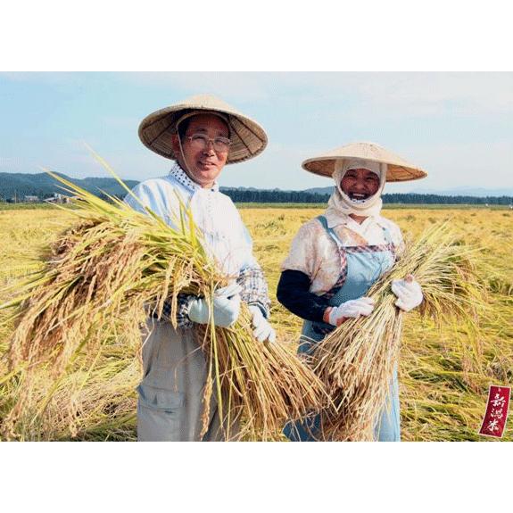 米 お米 コシヒカリ 無洗米 20kg 新潟県産 5kg×4 令和5年産