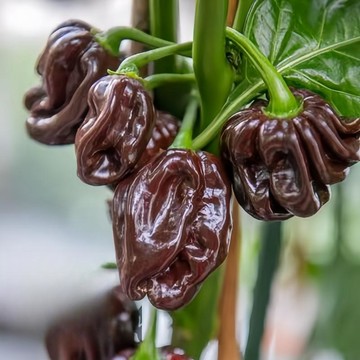 🌶️（蘇格蘭威士忌 (棕色帽子) 辣椒）（熱辣）美味且非常火辣 觀賞  四季庭院盆栽田園辣椒食用種子種籽