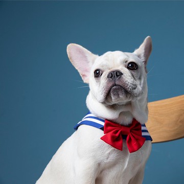 寵物水手領 - 月亮 - 三種穿搭、附蝴蝶結 & 水手結