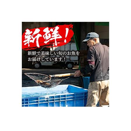 ふるさと納税 akune-2-45 数量限定！鹿児島県阿久根産 薩摩甘エビ(約1kg・42〜50尾) 国産 阿久根市産 えび 海老 急速冷凍 冷凍配送 魚貝類 .. 鹿児島県阿久根市