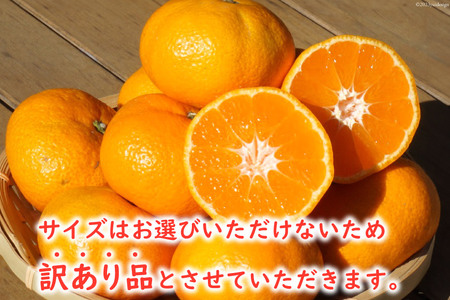 みかん 訳あり ひょっとこみかん 10kg《サイズおまかせ！》(青島 温州みかん) [黒田農園 宮崎県 日向市 452060247] ミカン 柑橘 フルーツ 果物