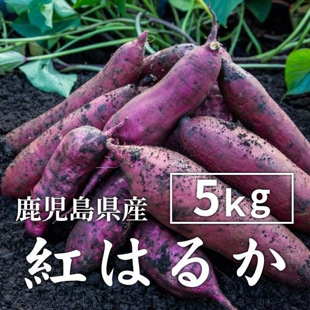 さつまいも 紅はるか 5kg （土付き・大小サイズ混在） 2023年産長期