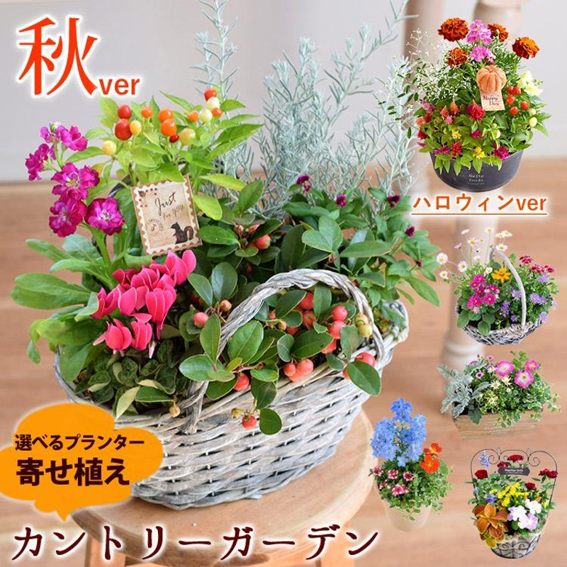 寄せ植え おしゃれ プランターが選べる 季節のおまかせカントリーガーデン 旬のお花をたっぷり 鉢植え お祝い 花 誕生日プレゼント 通販  LINEポイント最大0.5%GET | LINEショッピング