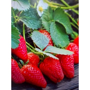 超甜蜜罐小西瓜種子無籽小西瓜種子四季种植陽台庭院盆栽薄皮西瓜..奶油草莓種子四季草莓阳台盆栽