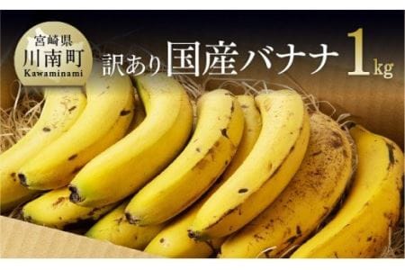 国産バナナ1kg（10本～13本程度）