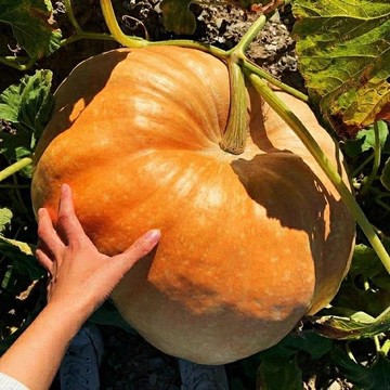 🥬（南瓜種子大全）🥬 今年新種 現貨速發 四季播種高產粉糯香甜栗南瓜 老品種小南瓜 庭院菜園蔬菜種子 貝貝南瓜種子