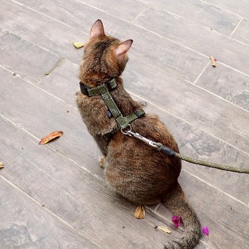 FLASH閃電系列 貓用工字胸背 軍綠