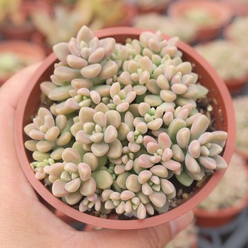 【荳荳多肉】【姬秋麗】喬遷│送禮│升遷│多肉植物