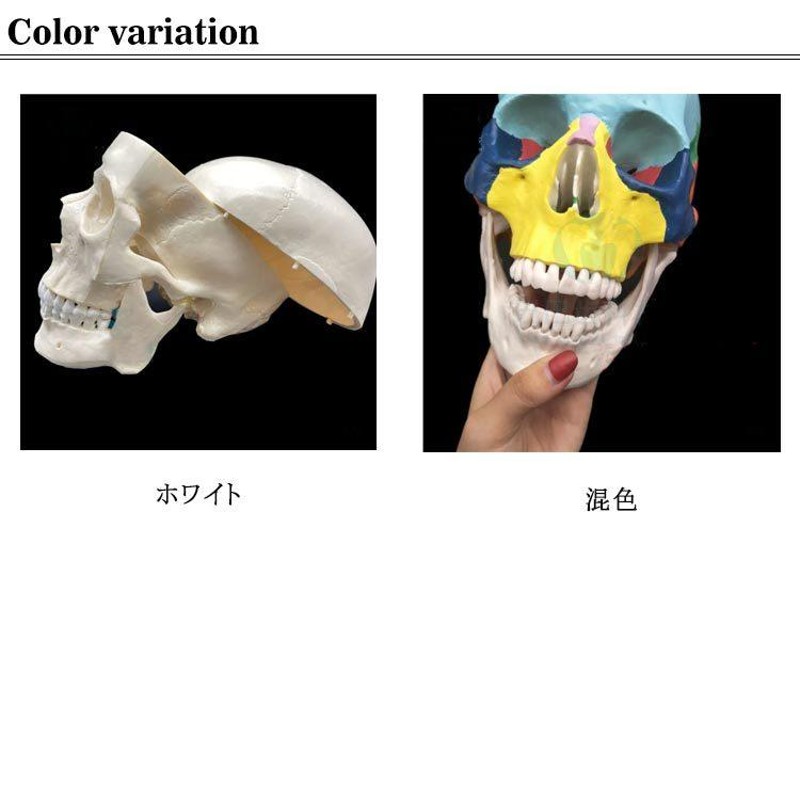 人気カラーの エイリアン スカルモデル 頭蓋骨 完全再現標本 希少