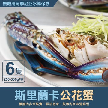 【築地一番鮮】XL｜斯里蘭卡｜公花蟹250-300g ｜6隻