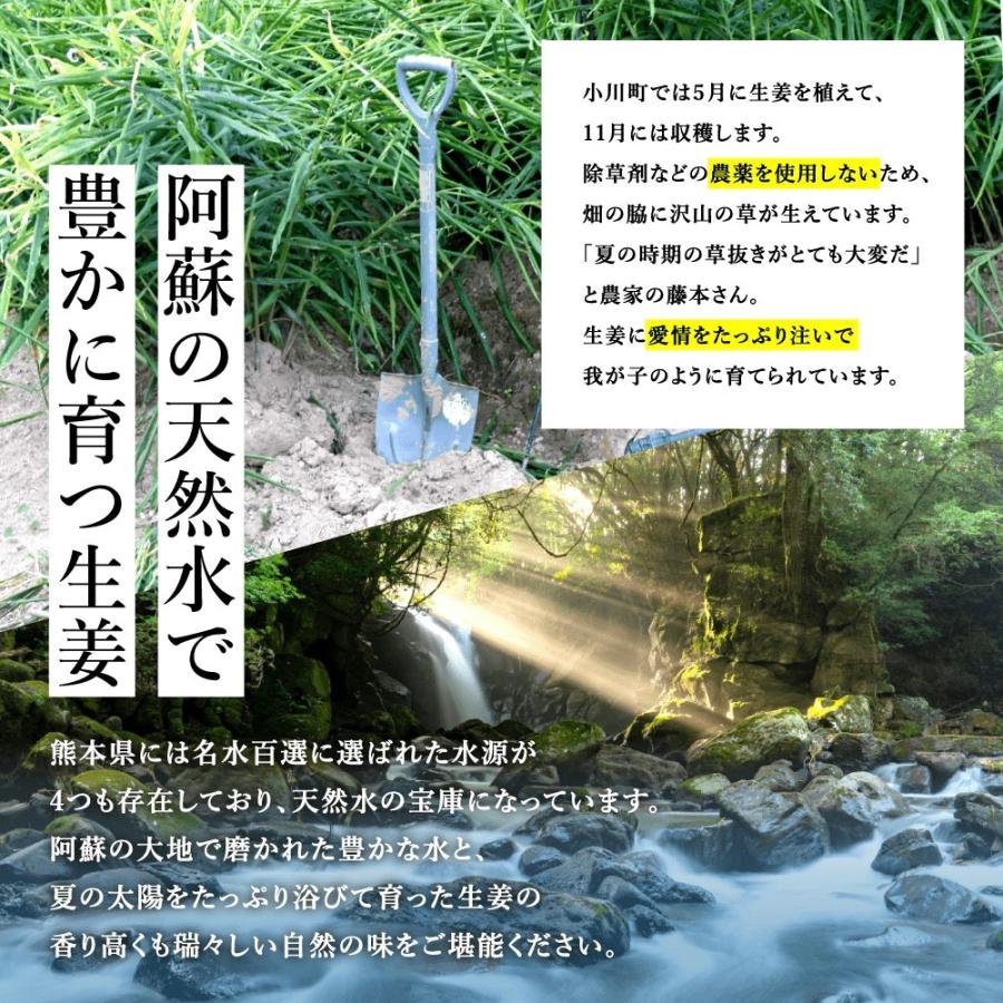 無農薬 生姜 100g 熊本県産 国産 送料無料 生姜 しょうが ショウガ 根生姜 佃煮 薬味 きざみ 生姜 生姜焼き 唐揚げ