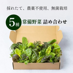 天神産「採れたて、無農不使用、無菌栽培」常備野菜5種詰め合わせ