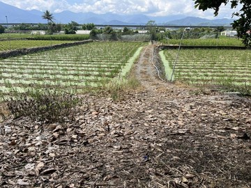 南投埔里向善路旁4.25分筊白筍農地｜南投縣埔里鎮向善段