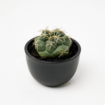 象牙丸 | 多肉植物 仙人掌