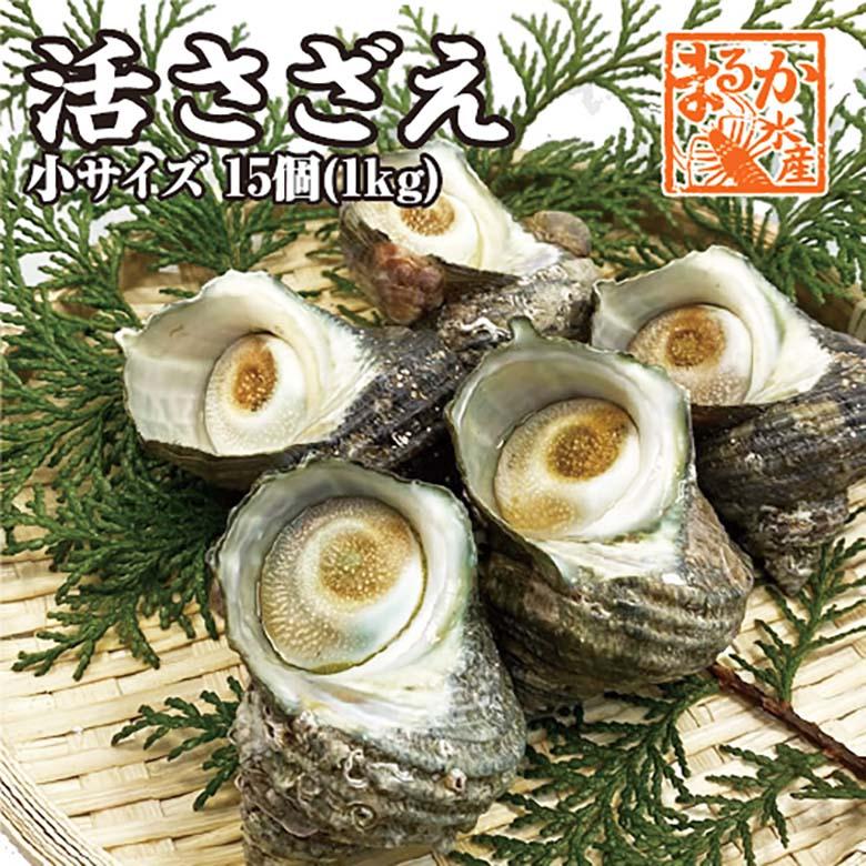 天然活さざえ　小サイズ　１ｋｇ　１５個　５０ｇ〜７０ｇ [さざえ]