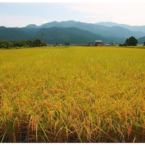 令和5年産 富山県朝日町産 こしひかり 10kg 白米 農家直送 送料無料