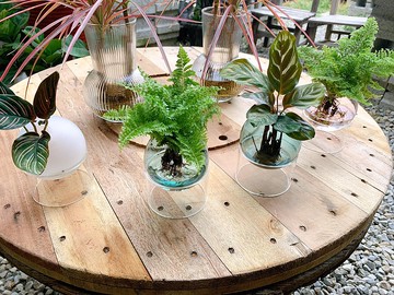 水培植栽│蕾絲蕨_室內植物 辦公室盆栽 店內擺設 觀葉植物