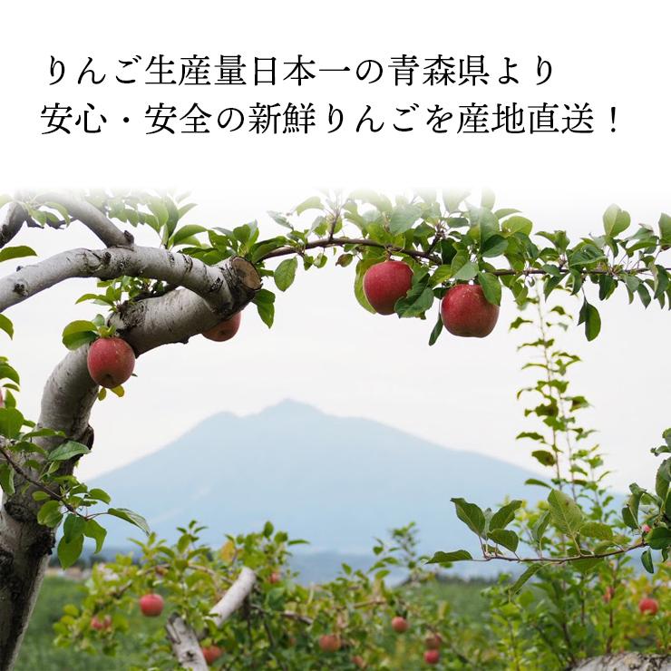 りんご　10kg(5kg×2箱)　家庭用　訳あり　サンふじ 青森県産 光センサー選果