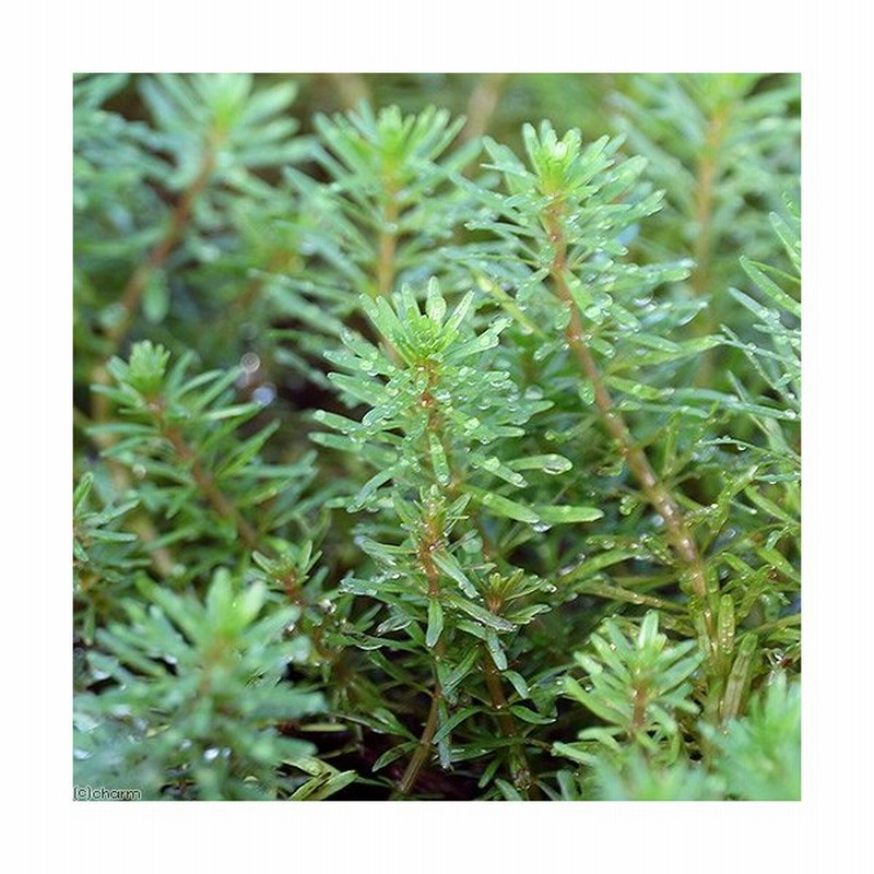 水草 ロタラ ワリッキー 水上葉 無農薬 １０本 通販 Lineポイント最大0 5 Get Lineショッピング