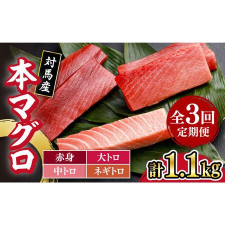 ふるさと納税 対馬産 養殖 本マグロ 4種 （赤身×2 中トロ×2 ネギトロ×2 大トロ×1）《対馬市》 新鮮.. 長崎県対馬市