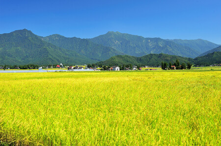 令和5年産 湯沢産コシヒカリ 雪蔵貯蔵米 ＜無洗米＞5kg 精米したてのお米をお届け 