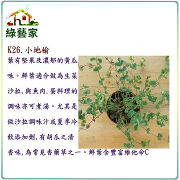 【綠藝家】K26.小地榆種子60顆