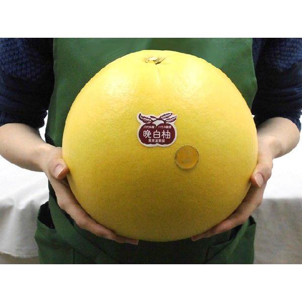 熊本県八代特産 ”晩白柚” ばんぺいゆ 秀品 超特大3Lサイズ 4玉 約10kg 送料無料