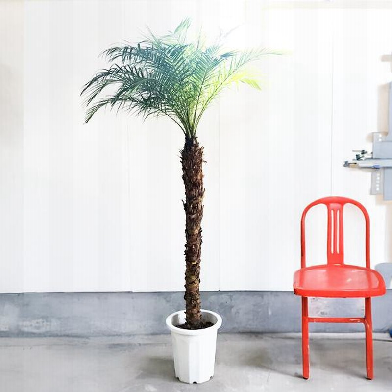 フェニックス ロベレニー 観葉植物 10号 大型 おしゃれ 鉢植え