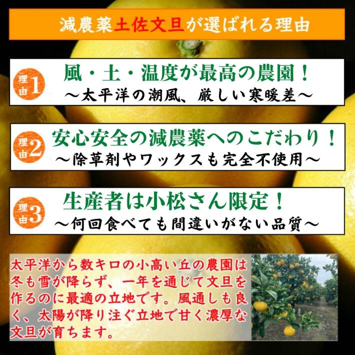 ＼1月中旬発送予約／ 文旦 土佐文旦 糖度12度 高知県産 減農薬 約3kg 贈答・家庭用 2L-L パール柑 ブンタン