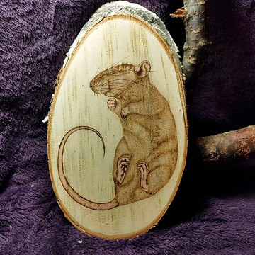 燃木睡覺的老鼠