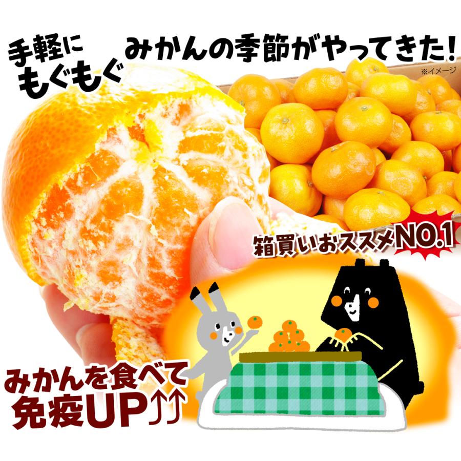 みかん 10kg 温州みかん 和歌山産 南紀黒潮みかん 蜜柑 紀南 ご家庭用 送料無料 食品