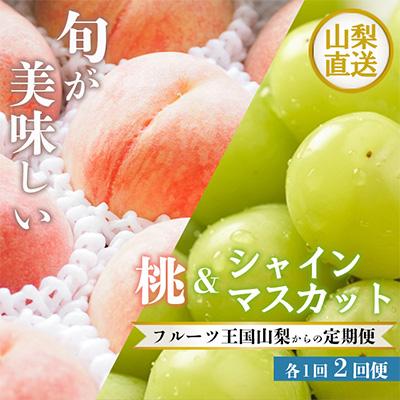 ふるさと納税 定期便 笛吹市 山梨の美味しい果物 桃・シャインマスカット全2回