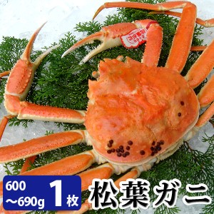 松葉がに600～690g（中サイズ）×1枚 日本海産 未冷凍 お歳暮ギフト 送料無料（北海道・沖縄を除く）