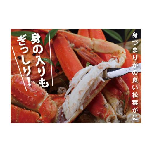 ふるさと納税 鳥取県 鳥取市 0819　鳥取賀露港　訳あり浜茹で松葉がに　大　1枚（かねまさ・浜下商店）