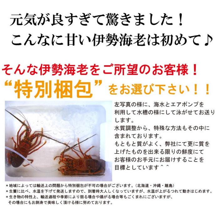 産直 長崎産天然活伊勢海老 大サイズ 600g前後2尾　(1尾約30cm) 送料無料 お祝い 贈答用