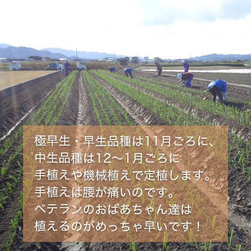 玉ねぎ 野菜 淡路島産 たまねぎ サイズ混合 20kg 特別栽培 有機肥料使用 産地直送 お取り寄せ 淡路島 減農薬 あさひサンファーム 中生品種 ターザン