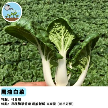 台灣現貨【烏塔菜】黑葉白菜仔 油菜種子 快菜 40天速收 耐熱 四季可種 陽台盆栽 家庭菜園 有機栽培 新手必備