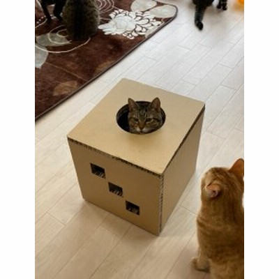 13017 遊べる猫用爪とぎボックス「穴があったら入りたい」