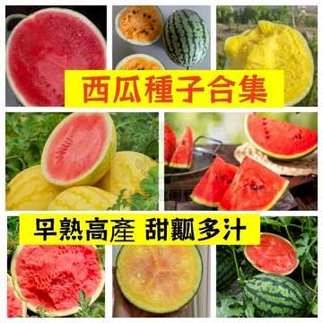 🍉38款西瓜種籽🔥 黃瓤 早熟 高產不裂瓜 口感清脆 吊瓜甜度高 薄皮沙瓤 四季高產少籽紅瓤西瓜盆栽地栽爬藤水果種子