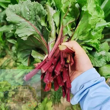 💥台灣發貨（彩虹甜菜種子）甜菜根 當季新籽  生長勢快 早熟品種 四季櫻桃庭院蔬菜種子 有機純天然 新手易種#蔬菜種子