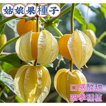 💥臺灣發貨💥正品 紅姑娘果種子 黃姑娘果種子 燈籠果種子 水果種子 四季種植 7天發芽 陽台庭院果蔬 一元一粒