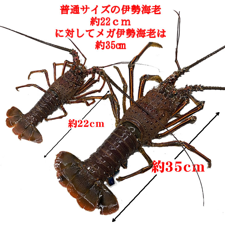 特大伊勢海老　活きてます　3ｋｇ以上　3～5尾　メガサイズ[伊勢海老]送料無料