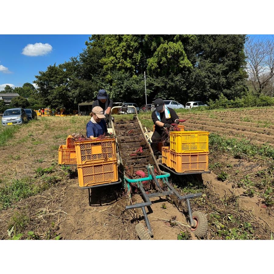 祝開店大特価 冷凍焼き芋 茨城県産 秀品 紅はるか Mサイズ さつまいも 無添加 ギフト 送料無料　1.5kg 焼き芋 焼きいも