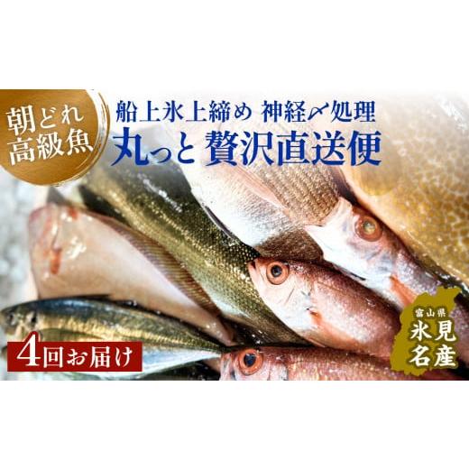 ふるさと納税 富山県 氷見市 氷見港朝獲れ高級魚！丸っと贅沢直送便！　船上氷上締め　神経〆処理 富山 氷見 直送 詰め合わせ 定期便 鮮魚ボック…