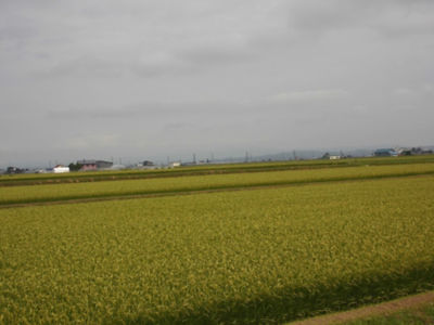 北海道ニセコ町 ニセコファームズ 味楽屡ゆきや ニセコファームズミラクルユキヤ 新米 5kg北海道ゆめぴりか(産地限定妹背牛産)令和5年度産 