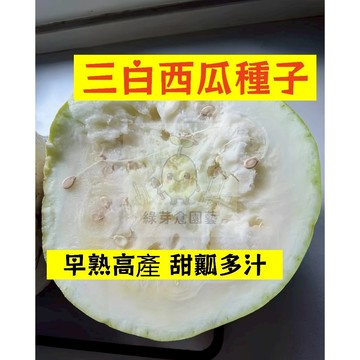 🍉三白西瓜種籽 XG-36 綠皮白瓤 口感清脆 高產不裂瓜 生長勢快 吊瓜甜度高 四季高產少籽西瓜盆栽地栽爬藤水果種子
