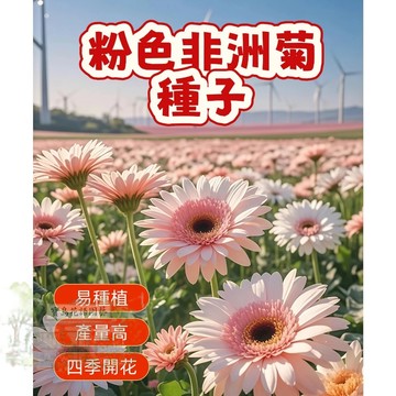 🌷🌷粉色非洲菊種子 【非洲菊種子】 易種植 四季開花· 非洲菊   四季易種活 陽台室內室外 盆栽花卉種子