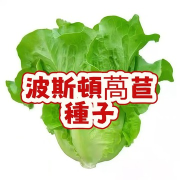 波士頓生菜種子 奶油萵苣 結球A菜 包心清脆生菜 家庭陽台蔬菜盆栽 四季易種快速收成 生吃沙拉火鍋食材